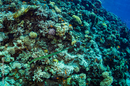 Wallpaper Mural Cornetfish Torontodigital.ca