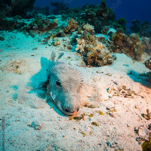 Spotfin Burrfish photo