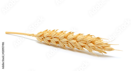 Wheat ear isolated on white background