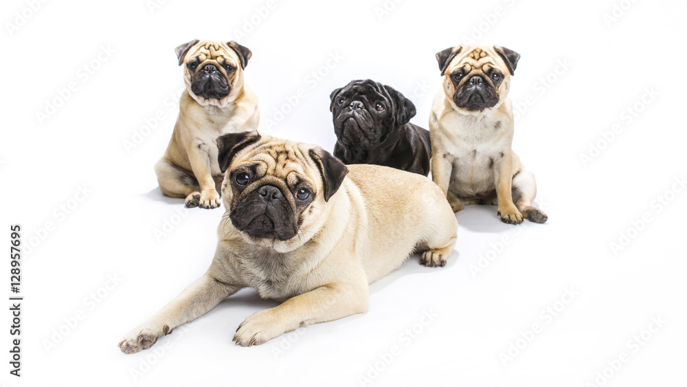 Mops Welpen Gruppenfoto