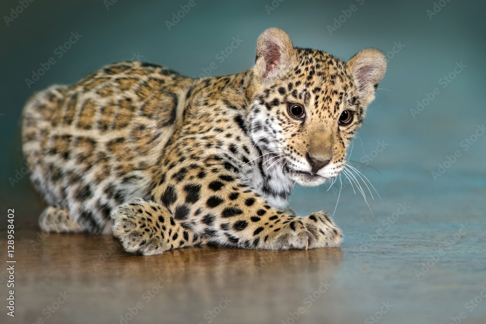 Naklejka premium Leżał piękny mały jaguar