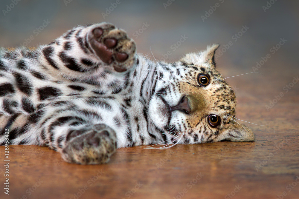 Fototapeta premium Piękny mały jaguar śmiesznie leżał
