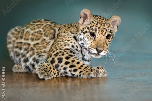 Beautiful baby jaguar lay