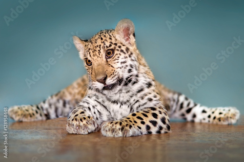 Beautiful baby jaguar lay funny