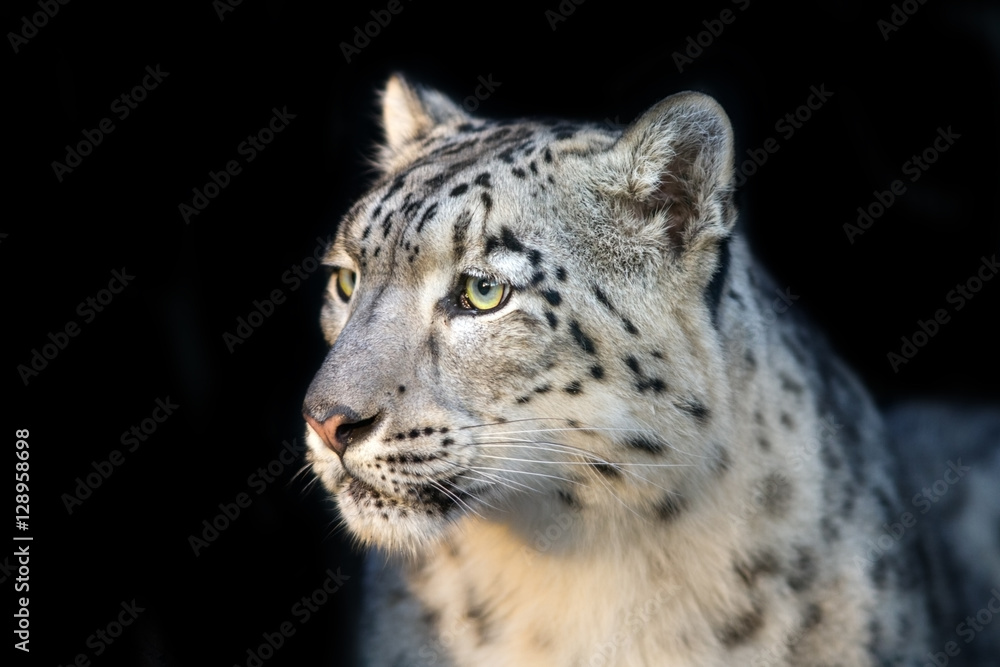 Naklejka premium Snow leopard close up portrait isolated on black background