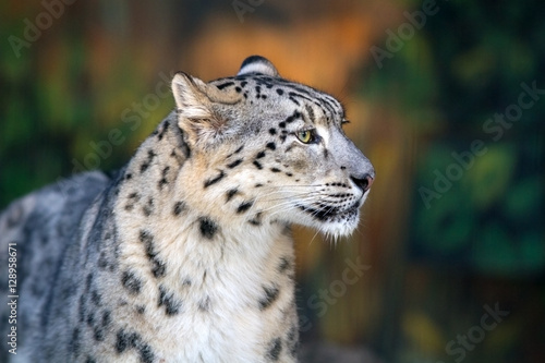 Snow leopard portrait outdoor 