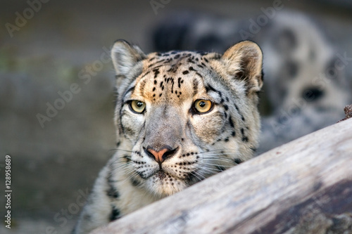 Snow leopard close up portrait with beautiful eyes