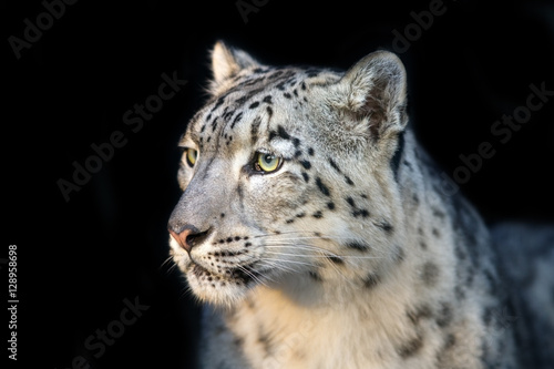 Snow leopard close up portrait isolated on black background