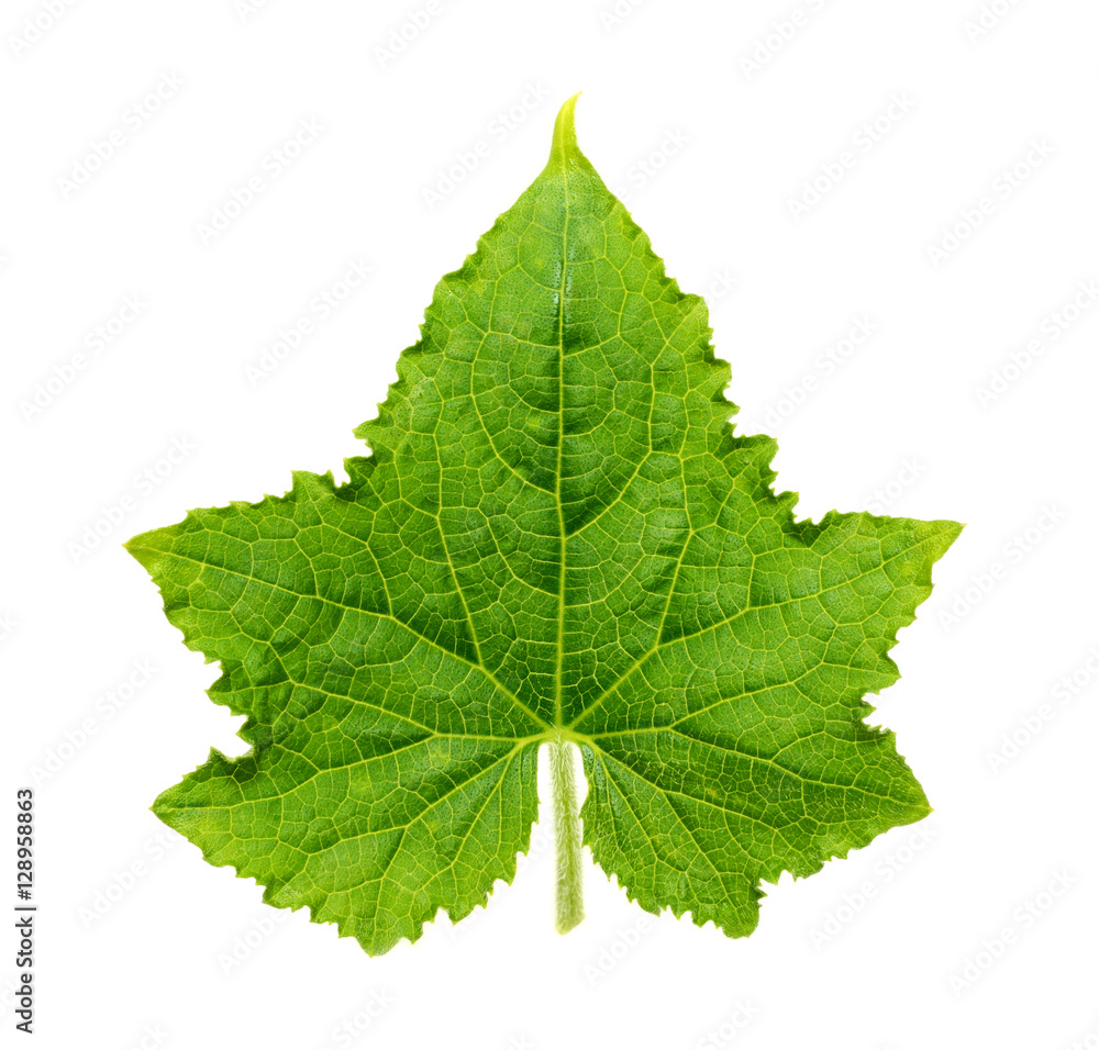 Leaf of cucumber isolated on white background Leaf of cucumber isolated on white background