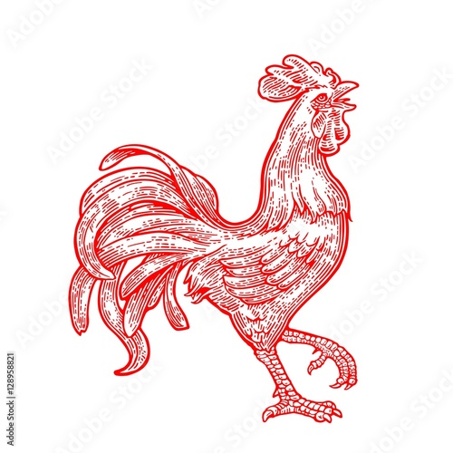 Red fiery rooster. Symbol Chinese 2017 new year.  Vintage black vector engraving illustration