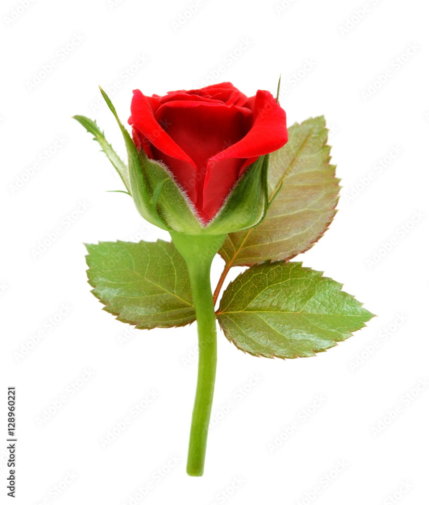 Obraz premium Red rose with leaves isolated on white background