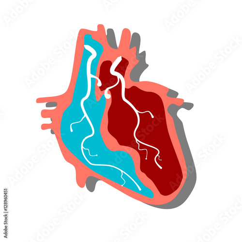 Anatomical Heart.Muscular Organ in Human
