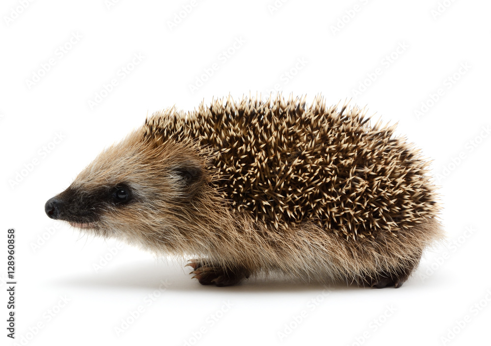 Fototapeta premium Hedgehog isolate on white background