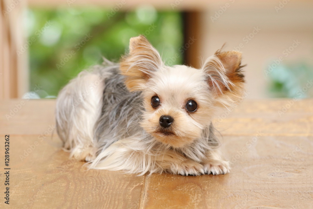 犬(ヨークシャテリア)