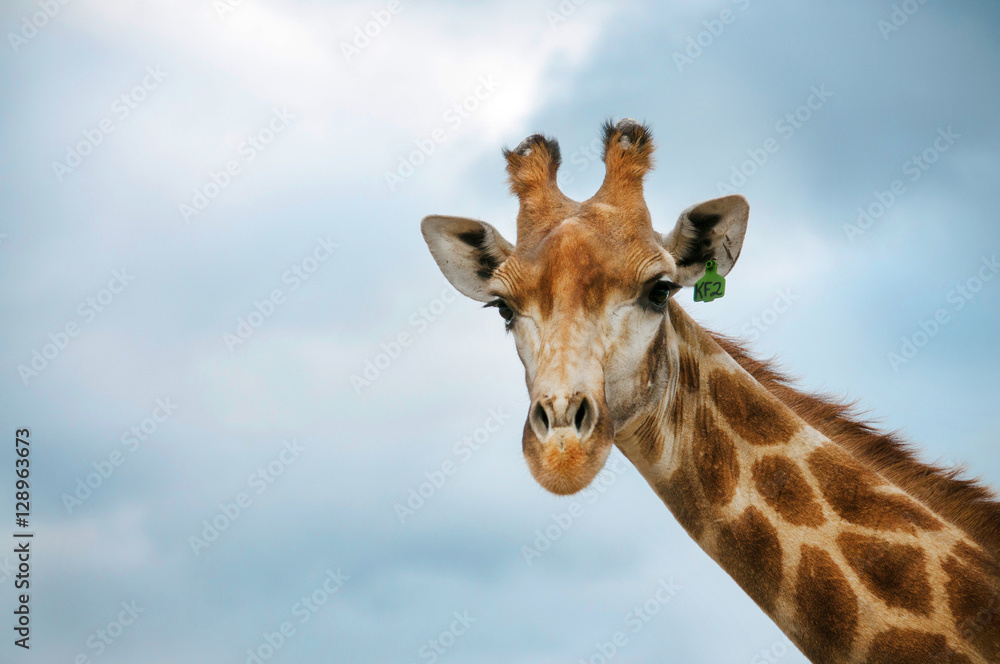  The head of Giraffe
