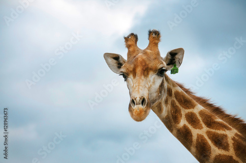  The head of Giraffe