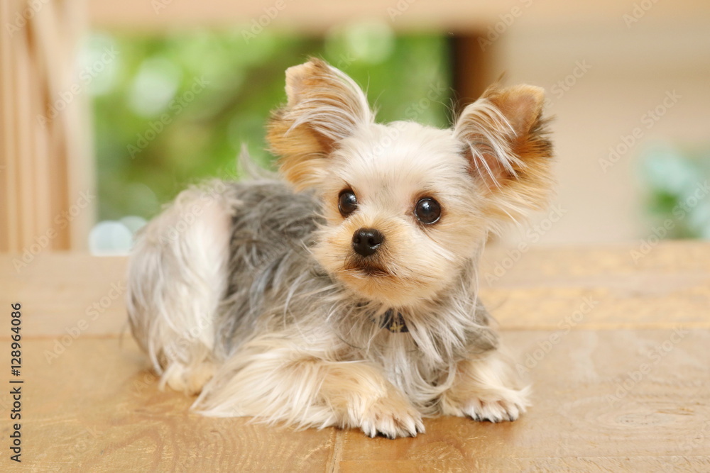 犬(ヨークシャテリア)