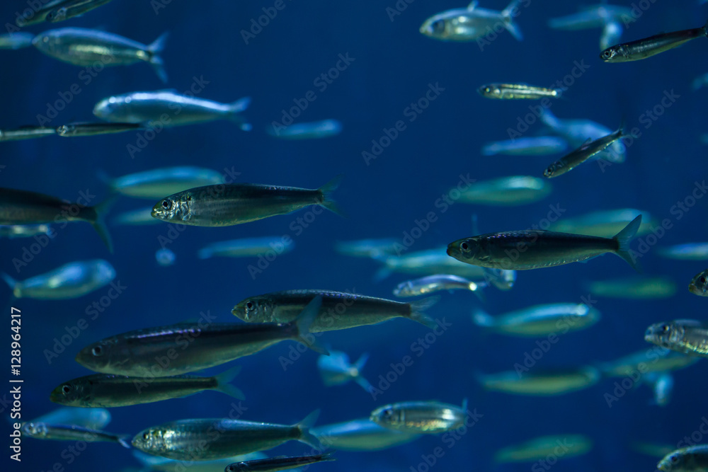 Fototapeta premium European pilchard (Sardina pilchardus).
