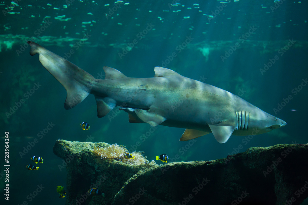 Fototapeta premium Sand tiger shark (Carcharias taurus)