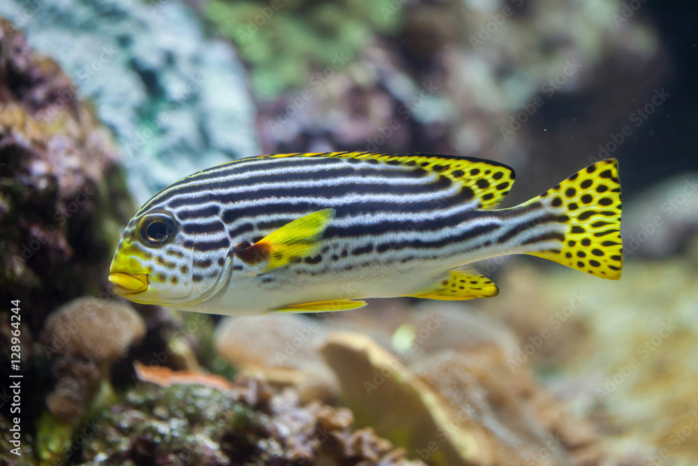 Yellow-banded sweetlips (Plectorhinchus lineatus). Yellow-banded sweetlips (Plectorhinchus lineatus).