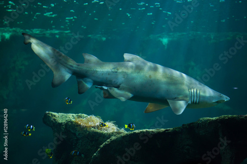 Sand tiger shark  Carcharias taurus 