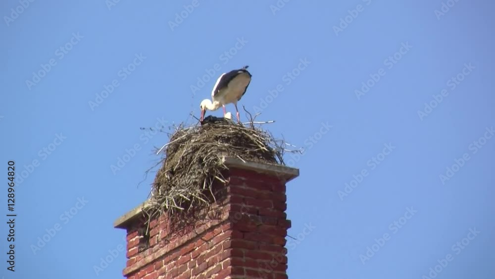 Während ein Storch im Nest hoch oben auf dem Schornstein sitzt landet ein zweiter mit einem Zweig im Schnabel Während ein Storch im Nest hoch oben auf dem Schornstein sitzt landet ein zweiter mit einem Zweig im Schnabel