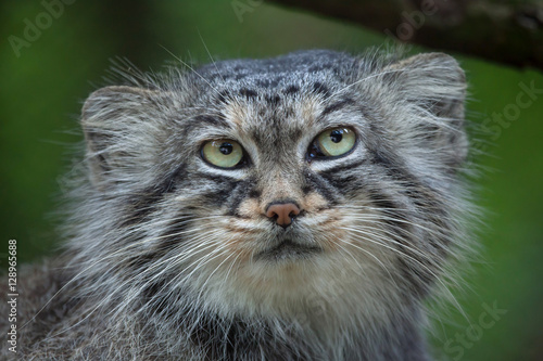 Sticker Pallas's cat (Otocolobus manul)