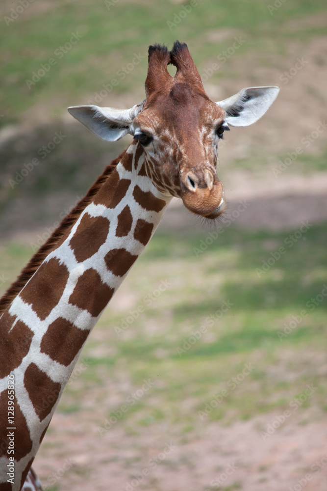 Reticulated giraffe (Giraffa camelopardalis reticulata). Reticulated giraffe (Giraffa camelopardalis reticulata).