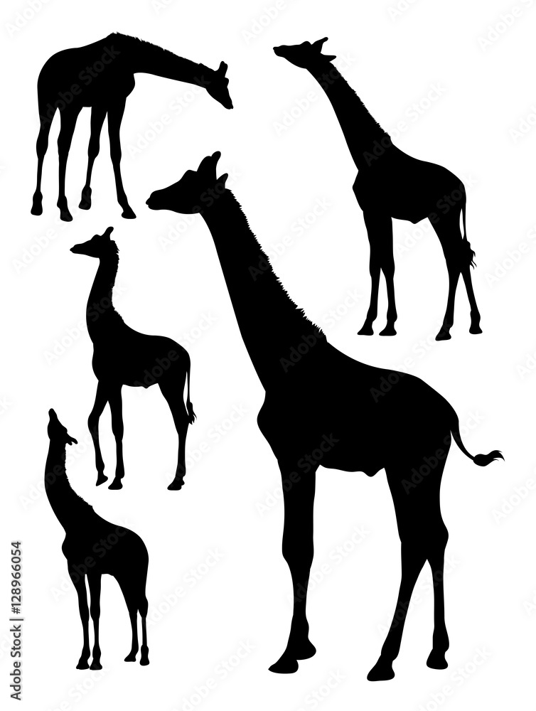 Fototapeta premium Cute giraffe gesture animal silhouette. Good use for symbol, logo, web icon, mascot, sign, or any design you want.