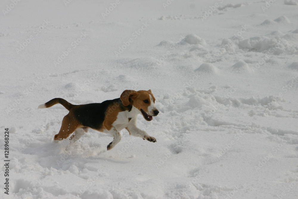 a dog playing on a snow day