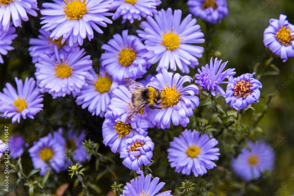 Honey bee on blue aster Honey bee on blue aster