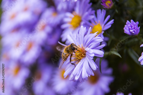 Honey bee on blue aster