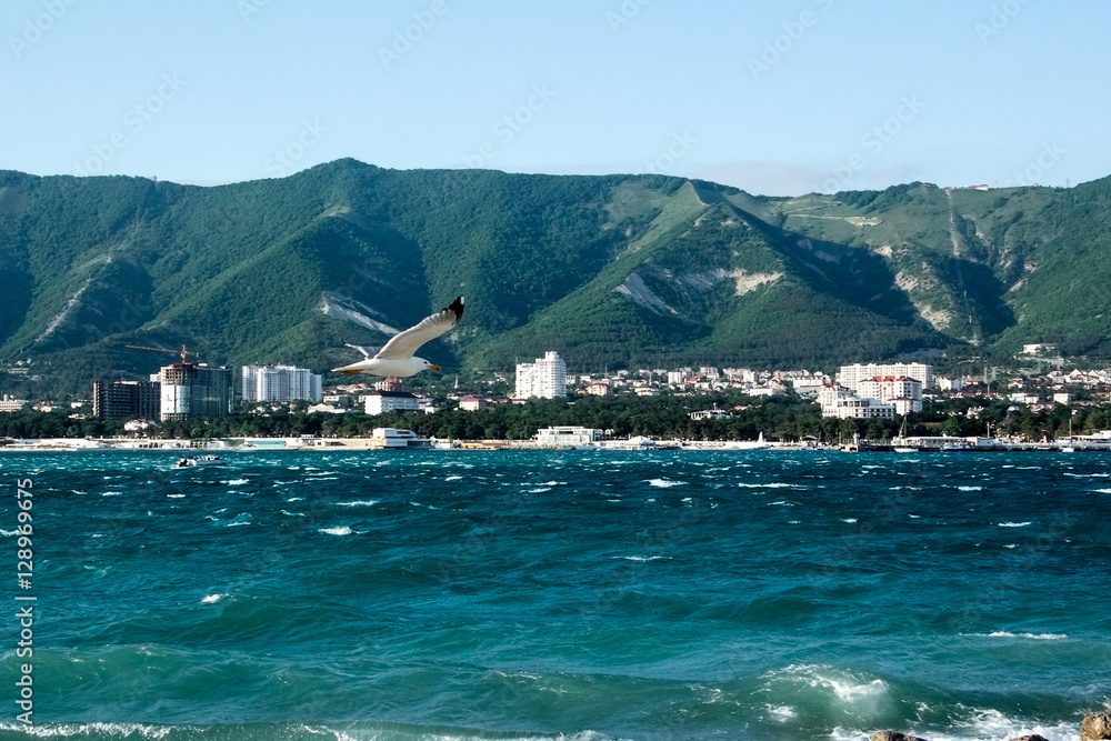 Seagull flying over the Black Sea in the city of Gelendzhik. Russia.