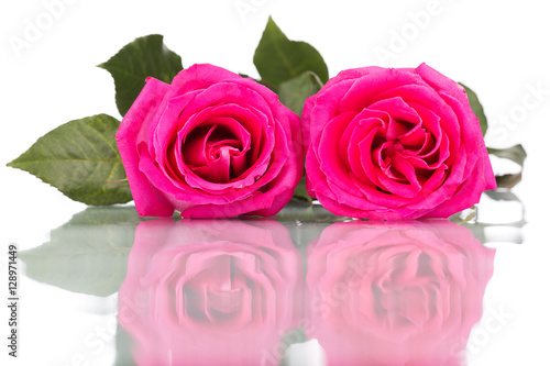 pink rose flower bouquet isolated on white background