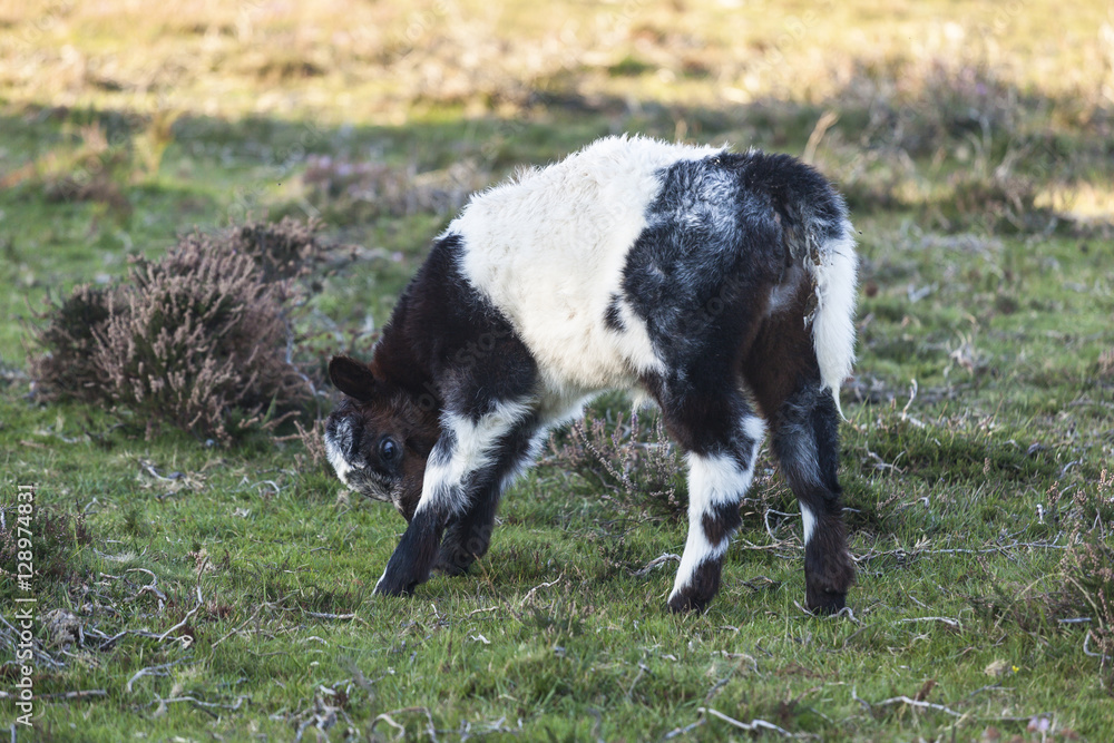Obraz premium New Forest cow