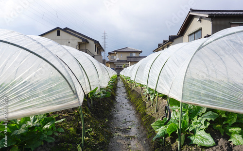 Organic vegetable planation in the village area photo