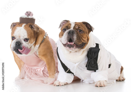 male and female dog couple