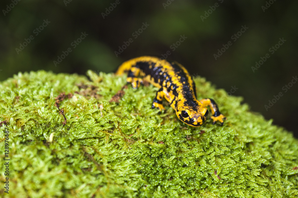 Fototapeta premium Salamandra