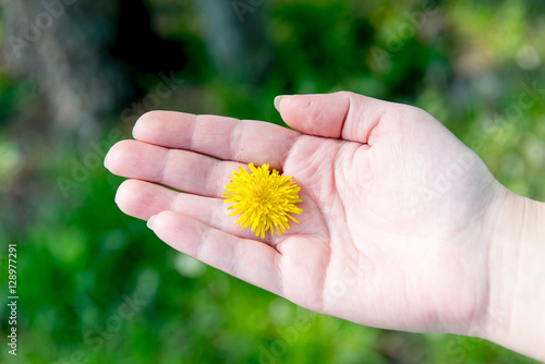 Yellow flower between fingers of the hand. Hygiene and hand care. Heromantiya. Guessing on the arm.