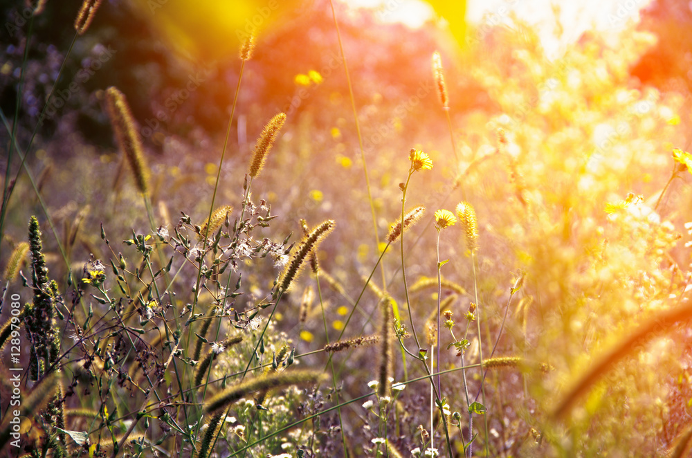Wild meadow flowers on evening sunlight background. - obrazy, fototapety, plakaty 