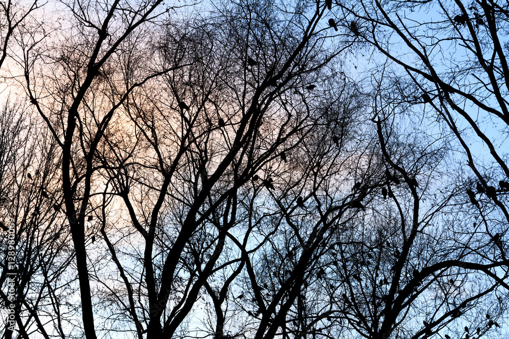 flock of rooks sat in trees at night flock of rooks sat in trees at night