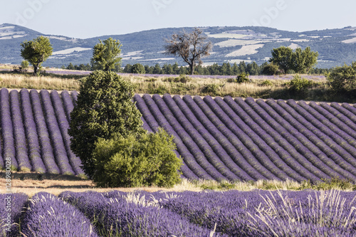 Provence lavender fields photo