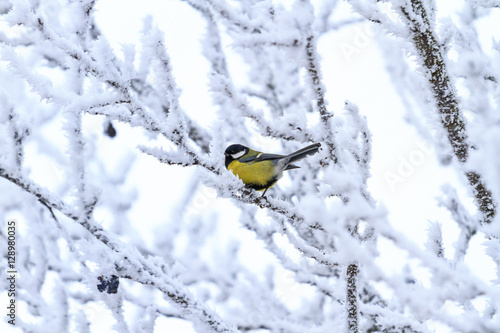 Great tit sitting on the branches covered with frost