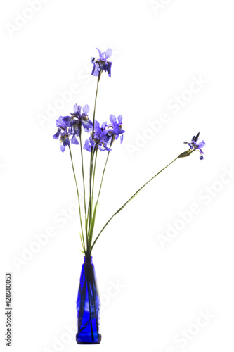 Fototapeta Naklejka Na Ścianę i Meble -  Iris in a blue bottle white background.
