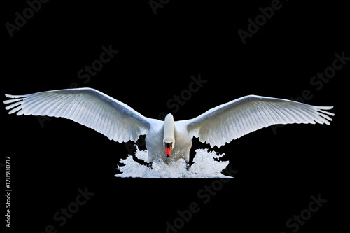 Fototapeta Naklejka Na Ścianę i Meble -  mute swan with open wings runs on water isolated  black