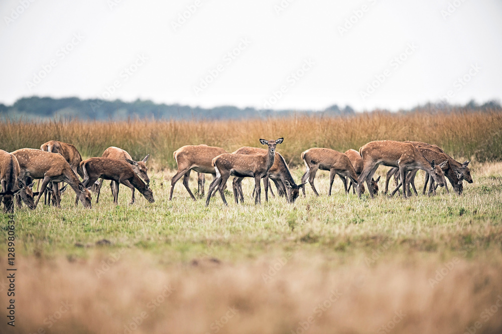 Fototapeta premium Herd of hinds standing in field. National park Hoge Veluwe. The