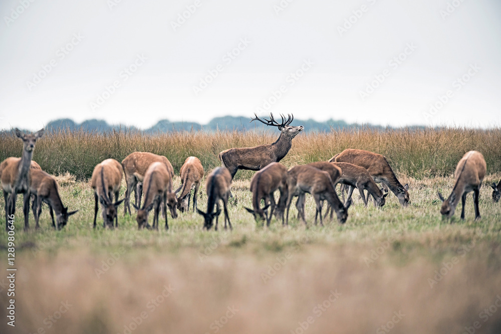 Roaring red deer stag standing behind herd of hinds. National pa