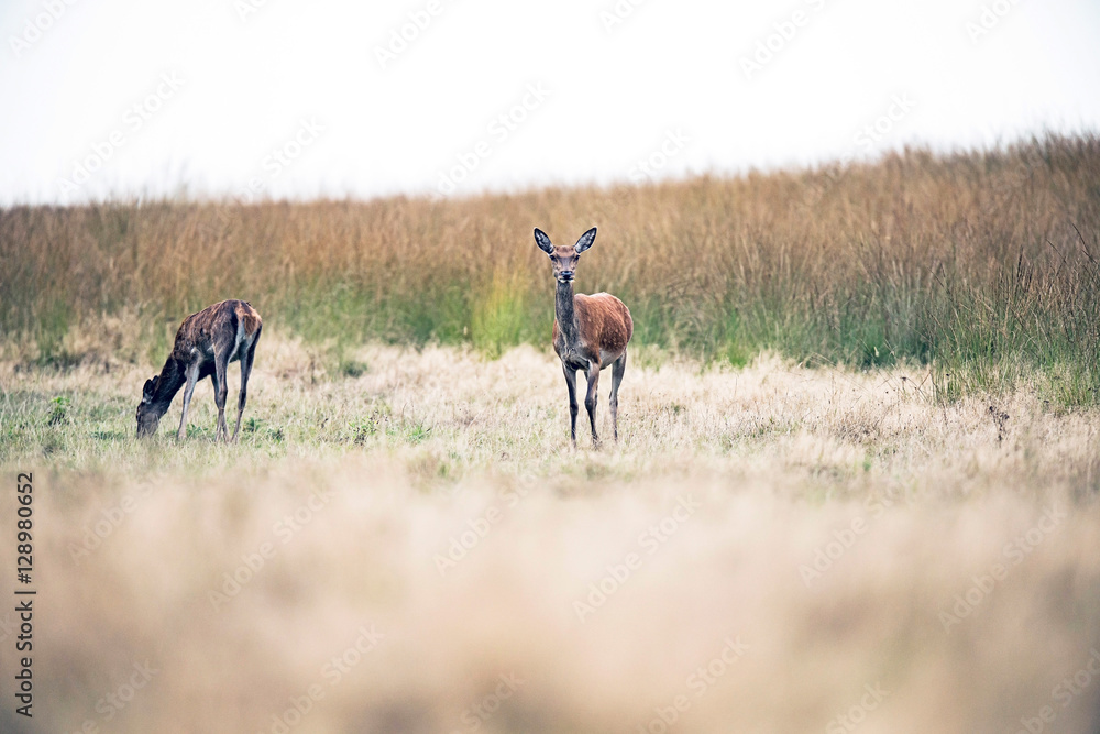 Fototapeta premium Alert red deer doe standing in field. National park Hoge Veluwe.