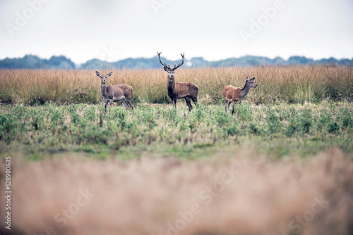 Red deer stag standing in field between two hinds. National park