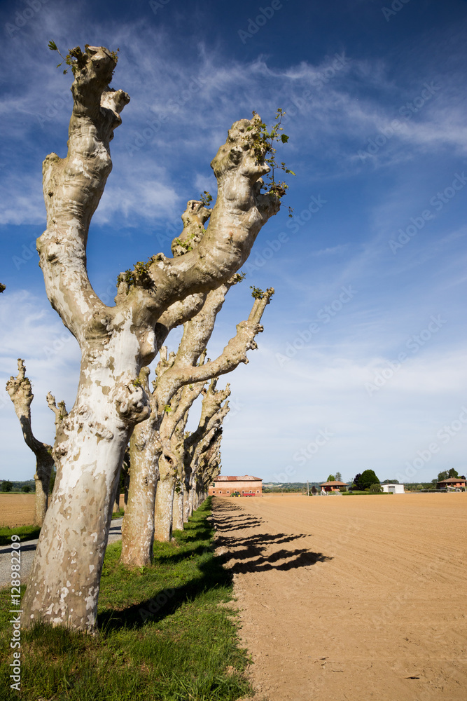 Fototapeta premium line of sheared platanus trees